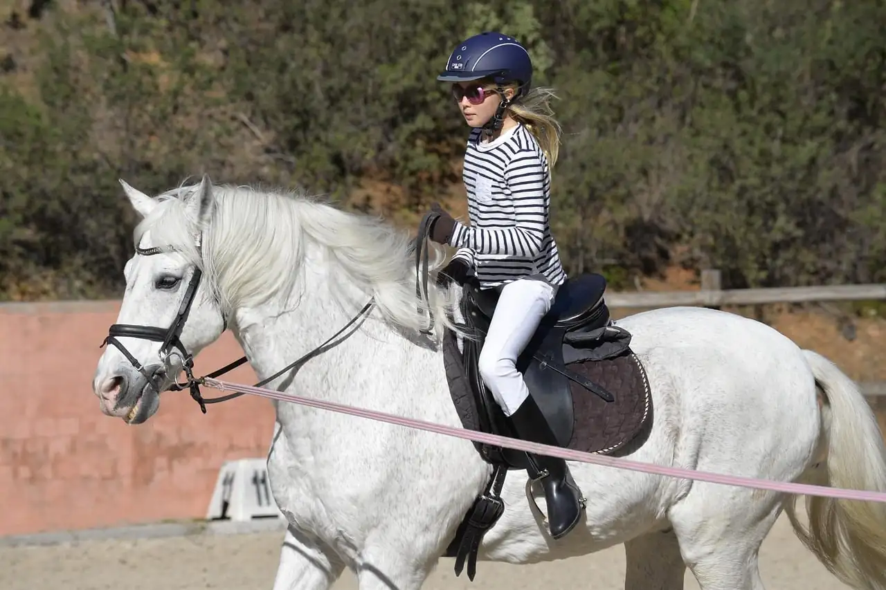 Best Equestrian Courses For 2025